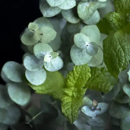 Fresh Mint & Eucalyptus