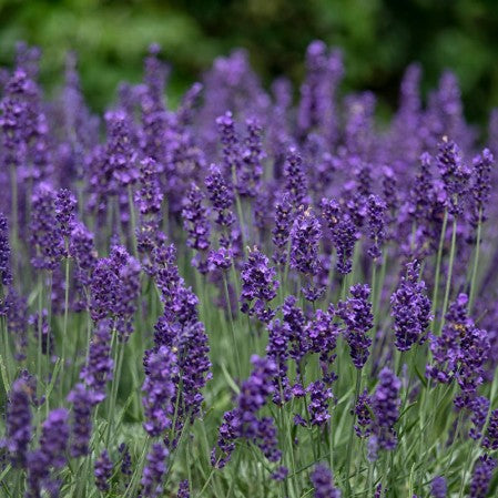 Lavender - RETIRING SCENT